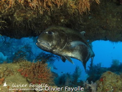 This afternoon, Giant Trevally entered a cave at 33 meter... by Olivier Fayolle 